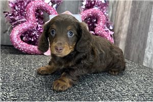 Plum - Dachshund, Tweenie for sale