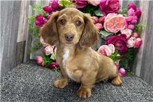 Percival - Dachshund, Tweenie for sale