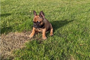 Johnny - French Bulldog for sale