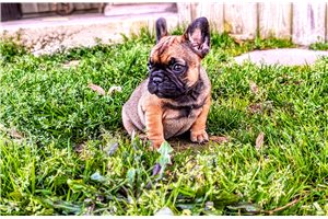 Joanna - French Bulldog for sale