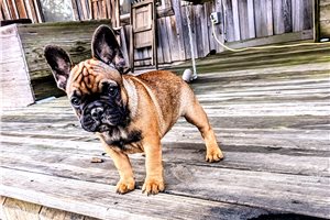 Joanna - French Bulldog for sale