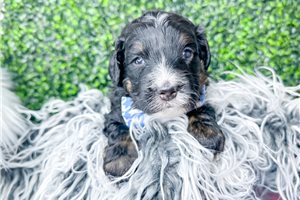 Avery - Bernedoodle, Mini for sale