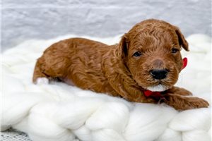 Basil - Poodle, Toy for sale