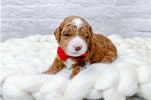 Bastian - Poodle, Toy for sale