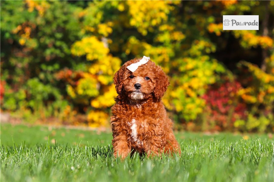 Miriam - Cockapoo for sale