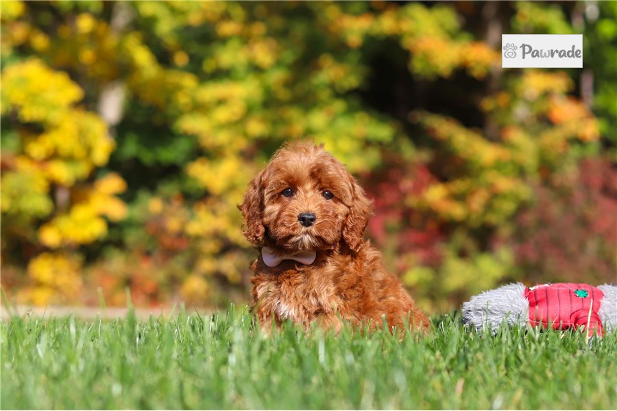 Marigold - Cockapoo for sale