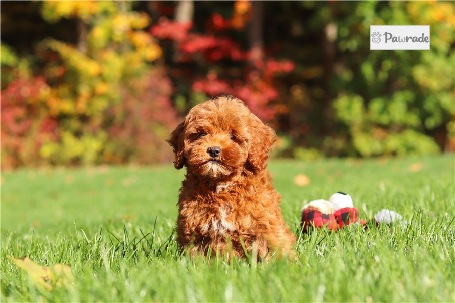 Megan - Cockapoo for sale