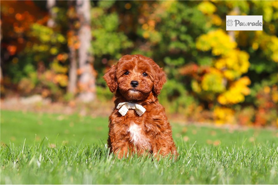 Monica - Cockapoo for sale