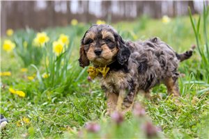 Gordon - puppy for sale