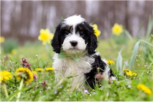 Gohan - Cavapoo for sale