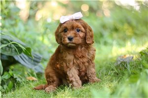 Natasha - Cavapoo for sale