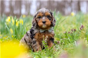 Gregory - puppy for sale