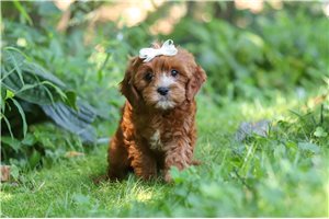 Oona - puppy for sale