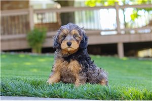 Grayson - Cavapoo for sale