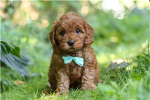 Nick - Cavapoo for sale