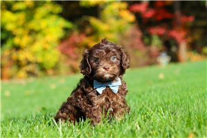Nugget - Cavapoo for sale