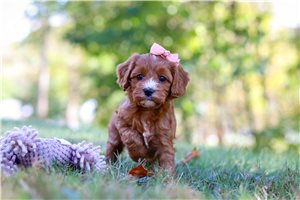 Lillian - Cavapoo for sale