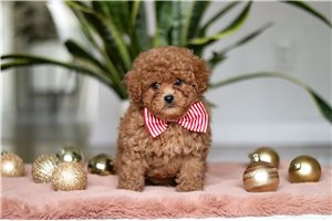 North - puppy for sale