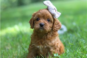 Millie - Cavapoo for sale