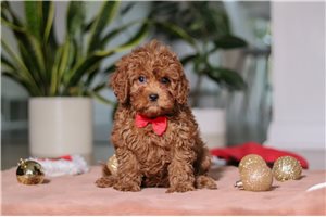 Nash - Cavapoo for sale