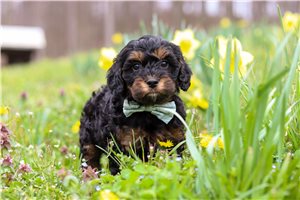 Georgie - puppy for sale