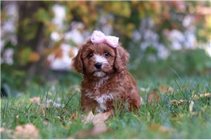 Danica - Cavapoo for sale