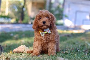Nuroo - Cavapoo for sale