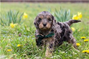 Glen - puppy for sale