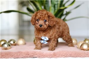 Newton - puppy for sale
