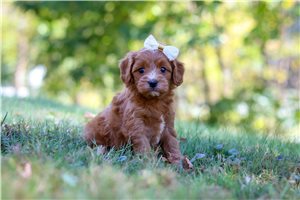Leah - puppy for sale
