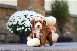 Lena - Cavapoo for sale