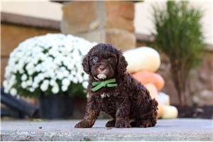 Norton - Cavapoo for sale