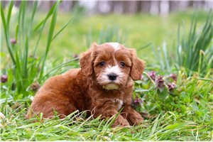 Harley - Cavapoo for sale