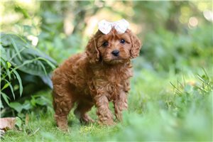 Nala - Cavapoo for sale