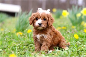 Holly - Cavapoo for sale