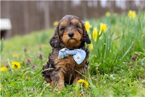 Grayson - puppy for sale