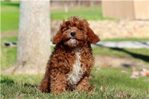 Dane - Cavapoo for sale
