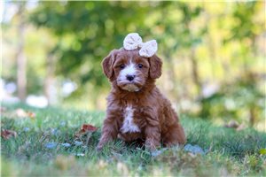 Layla - puppy for sale