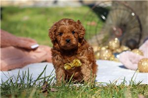 Nikolai - Cavapoo for sale