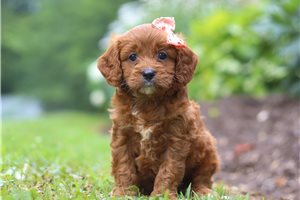 Melody - Cavapoo for sale