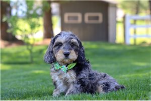 Gordon - Cavapoo for sale