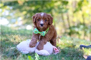 Lucas - Cavapoo for sale