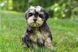 Heather - Cockapoo for sale