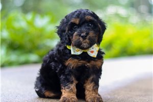 Jimbo - puppy for sale