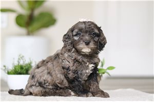 Daisy - puppy for sale