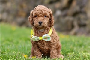 James - puppy for sale