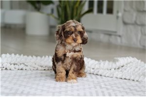 Darian - Cockapoo for sale