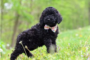 Julia - puppy for sale