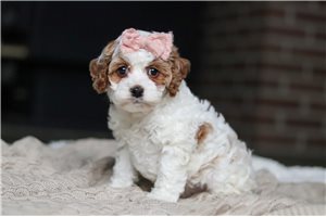 Farrah - puppy for sale