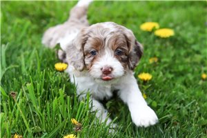 Bently - puppy for sale